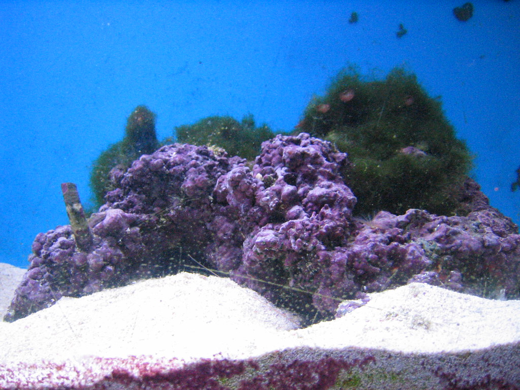 Apa Itu Live Rock dan Apa Manfaatnya bagi Akuarium