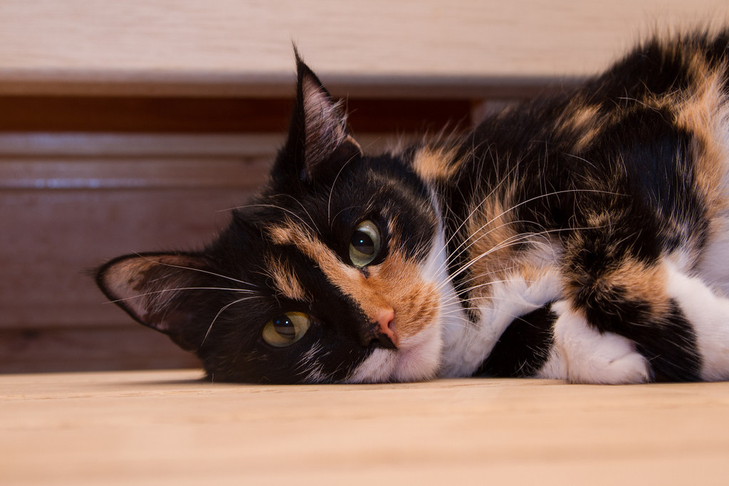 Yang Harus Dilakukan Saat Kucing Hilang